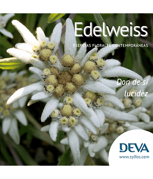 EDELWEISS / Edelweiss