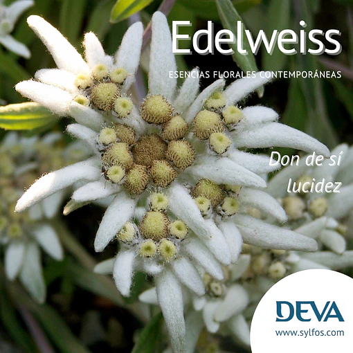 EDELWEISS / Edelweiss