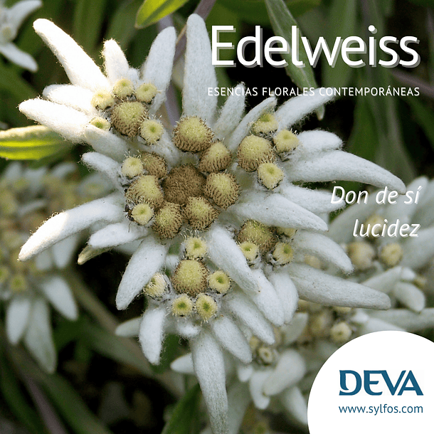 EDELWEISS / Edelweiss 1