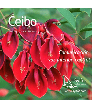 CEIBO (Erithrina crista-galli) - 10