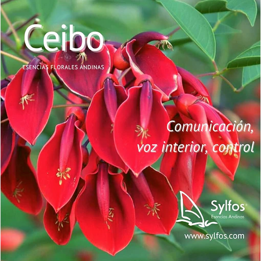 CEIBO (10)