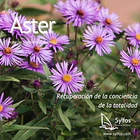 ASTER 1