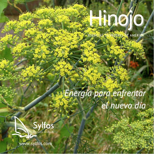 HINOJO 1