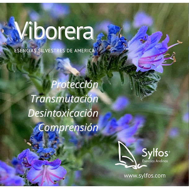 VIBORERA 2