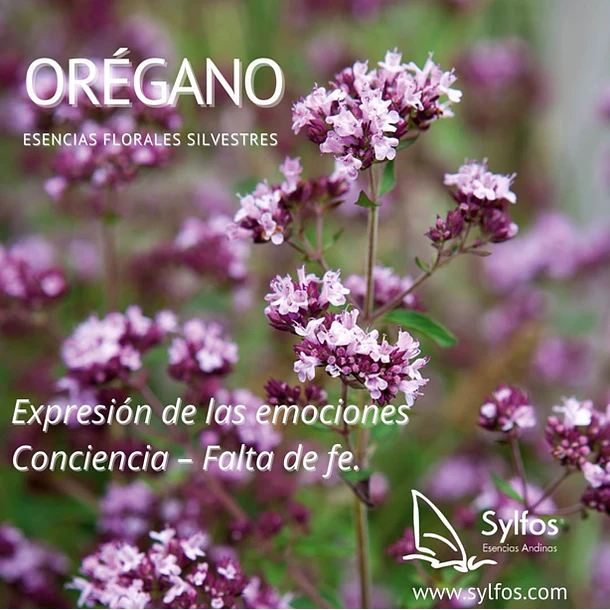 ORÉGANO 2