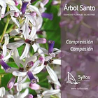 ARBOL SANTO / White cedar 1