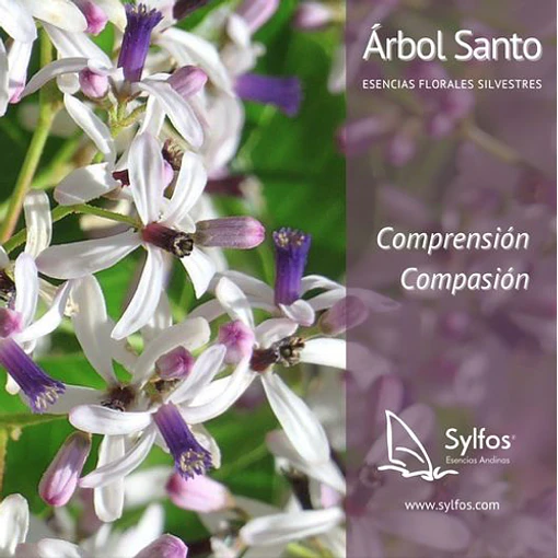 ARBOL SANTO / White cedar