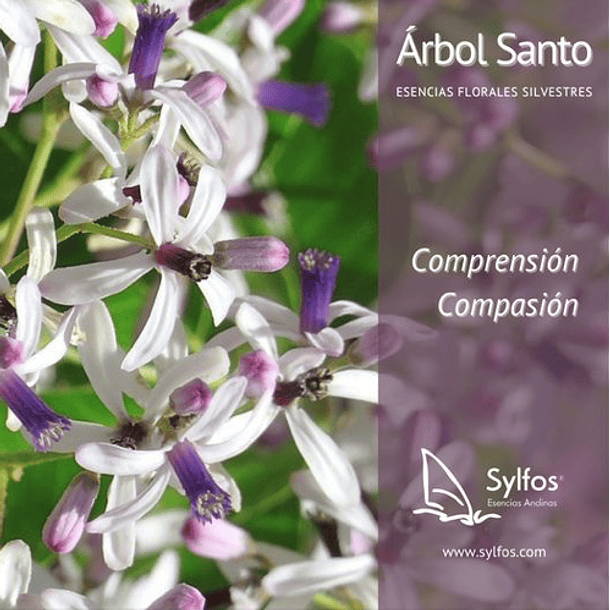 ARBOL SANTO / White cedar 1