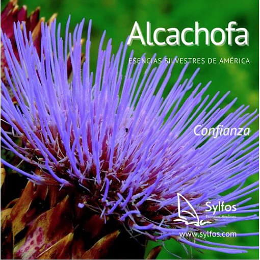 ALCACHOFA