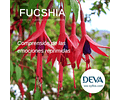 ​FUCSIA / Fuchsia