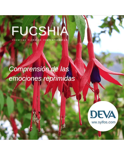 ​FUCSIA / Fuchsia