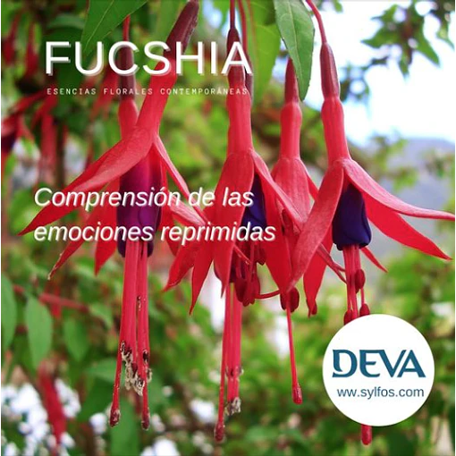 ​FUCSIA / Fuchsia
