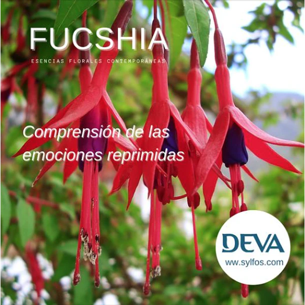 ​FUCSIA / Fuchsia 1