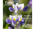TARWI - LUPINO / Lupine