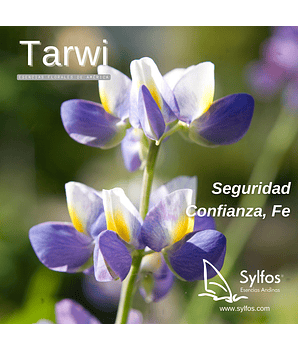 TARWI - LUPINO / Lupine