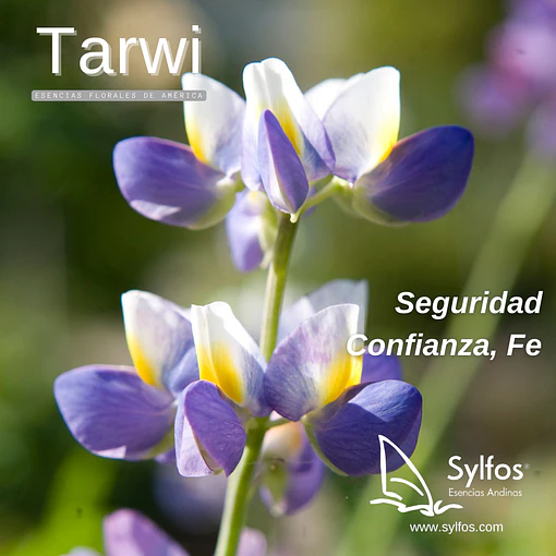 TARWI - LUPINO / Lupine