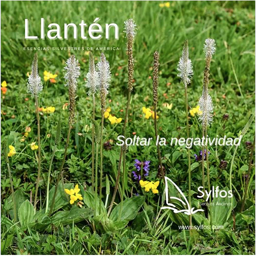 LLANTÉN