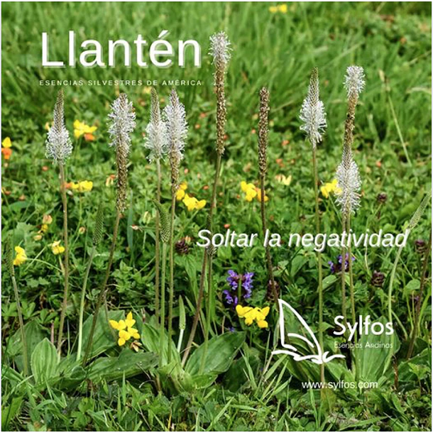 LLANTÉN