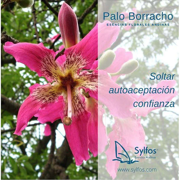 PALO BORRACHO (20) 2
