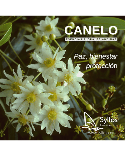CANELO (Drimys chilensis) - 8