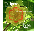 TULIPERO / Tulip Tree