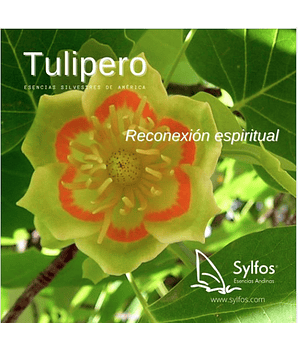 TULIPERO / Tulip Tree