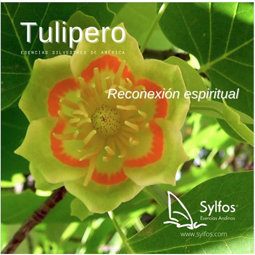 TULIPERO / Tulip Tree