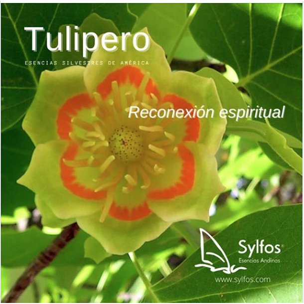TULIPERO / Tulip Tree 1