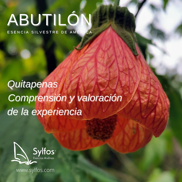 ABUTILON