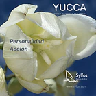 YUCCA 1