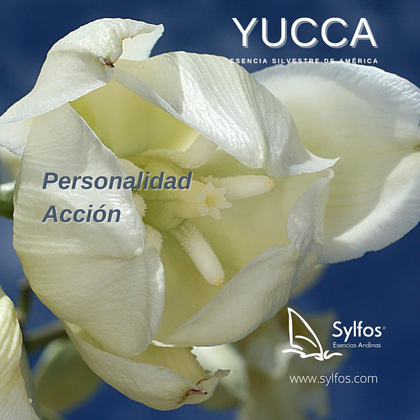 YUCCA 1