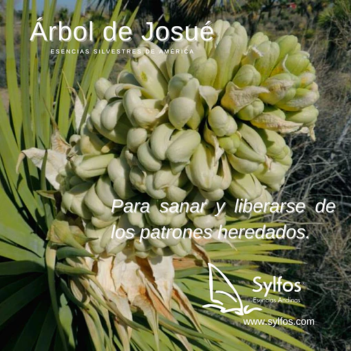 ÁRBOL DE JOSUÉ / Joshua Tree