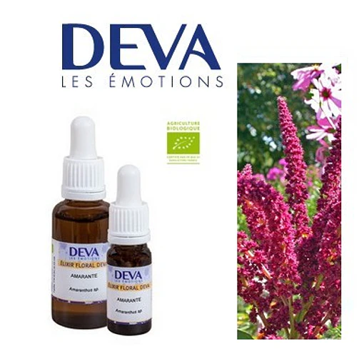 AMARANTO / Amaranthus