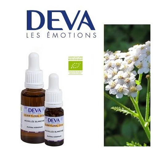 AQUILEA BLANCA / White Yarrow