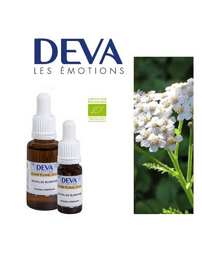 MILENRAMA BLANCA / White Yarrow