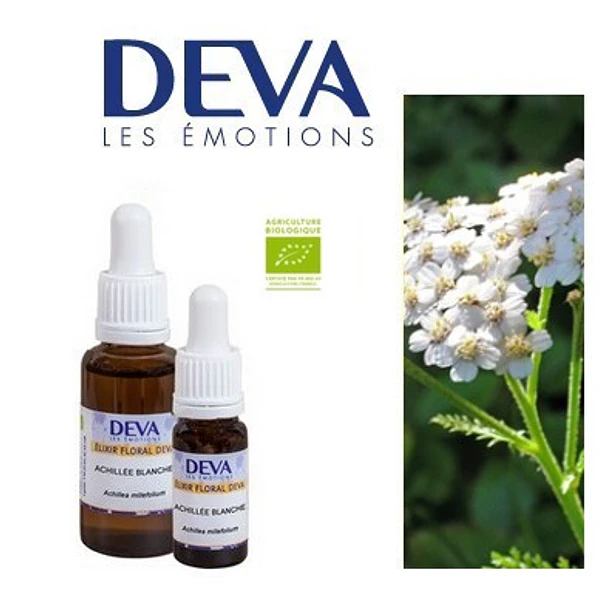 MILENRAMA BLANCA / White Yarrow