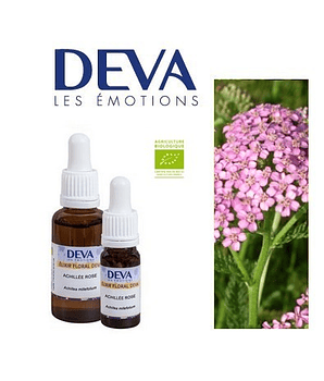 AQUILEA o MILENRAMA ROSA / Pink Yarrow