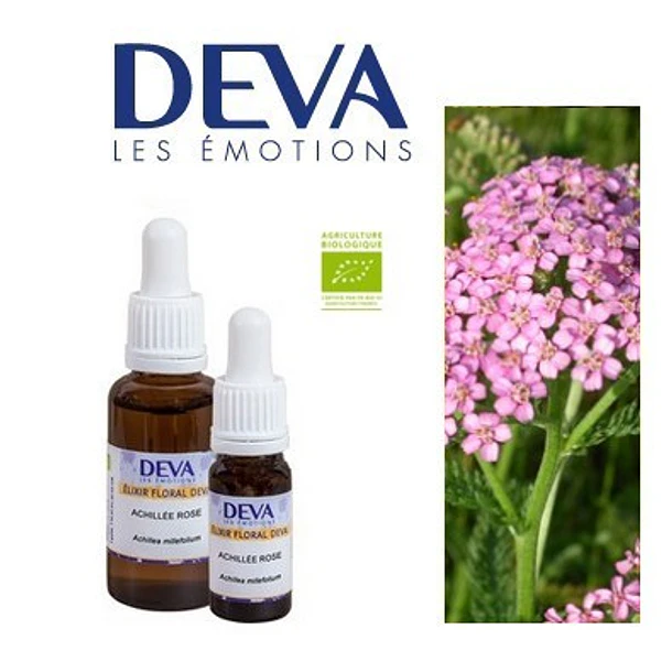 MILENRAMA ROSA / Pink Yarrow