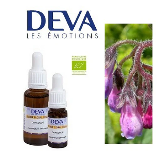 CONSUELDA / Comfrey