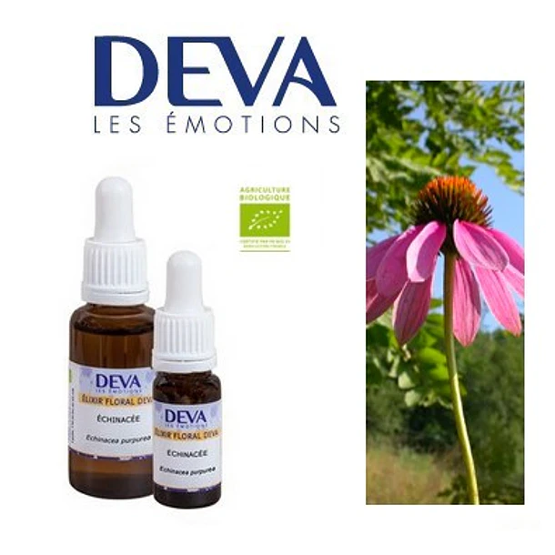 ​EQUINACEA /Echinacea
