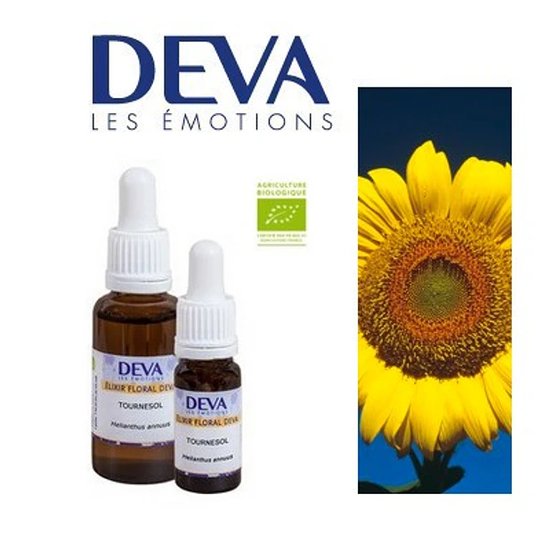 ​GIRASOL / Sunflower