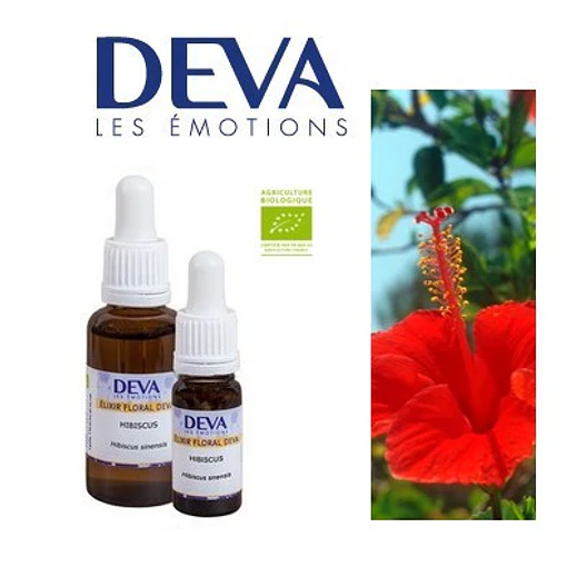 ​HIBISCO / Hibiscus
