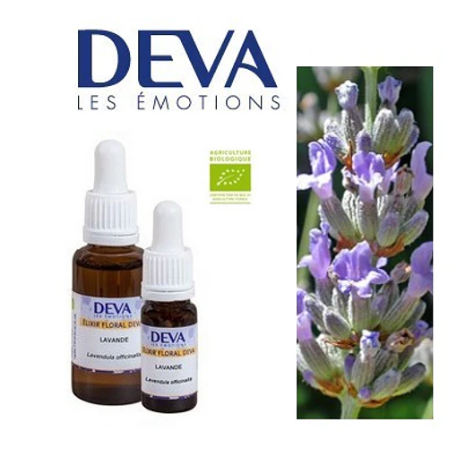 LAVANDA / Lavender