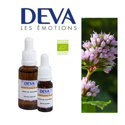 MENTA / Peppermint
