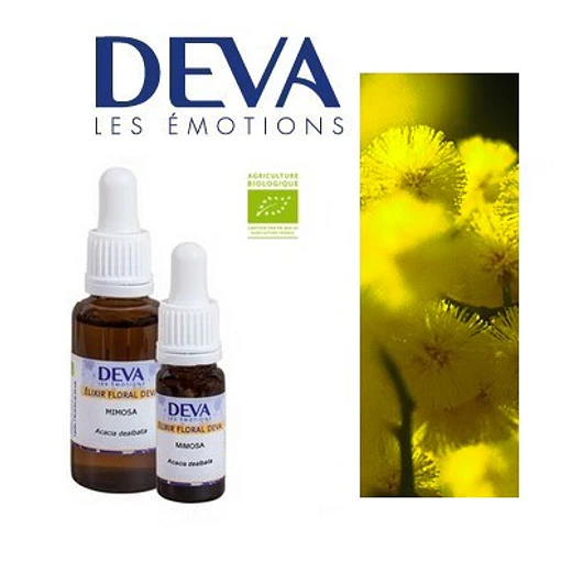 MIMOSA o AROMO / Silver Wattle