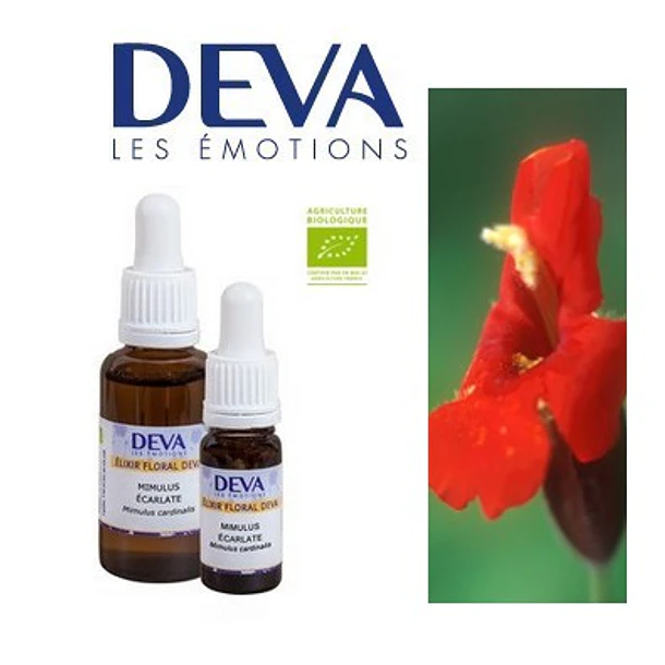 ​MIMULO ESCARLATA / Scarlet Monkeyflower