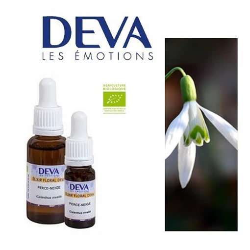 NARCISO DE LAS NIEVES / Snowdrop