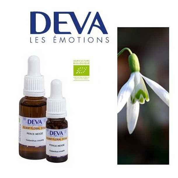 NARCISO DE LAS NIEVES / Snowdrop