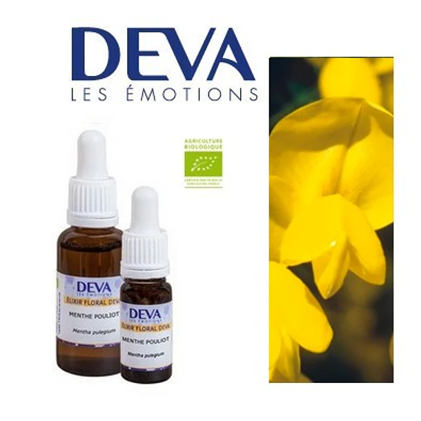 RETAMA / Scotch Broom