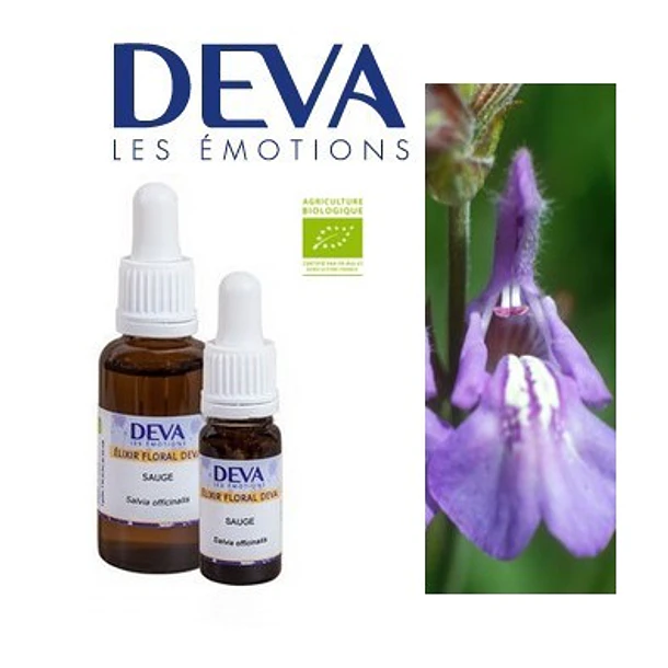 ​SALVIA / Sage
